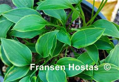 Hosta Kinbotan