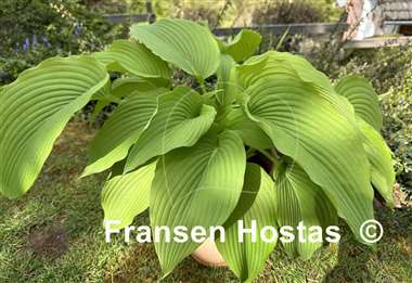 Hosta King Michael