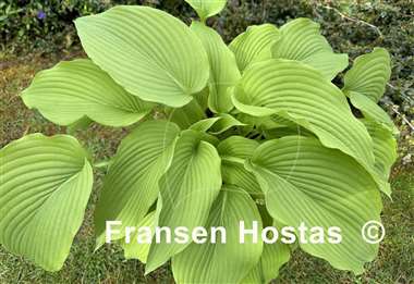 Hosta King Michael