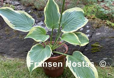 Hosta King of Buchanan