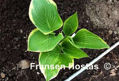 Hosta King of Buchanan