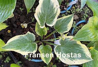 Hosta King of Buchanan