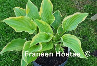 Hosta King of Buchanan