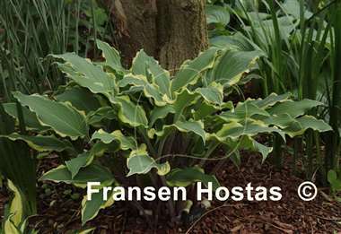 Hosta Kinky Boots