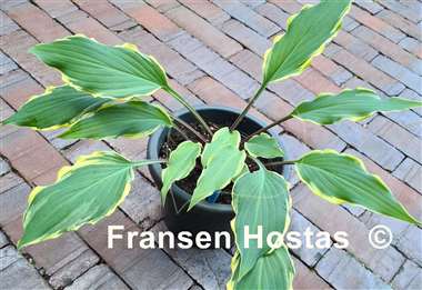 Hosta Kinky Boots
