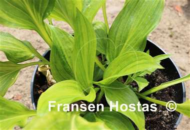 Hosta Kisuji