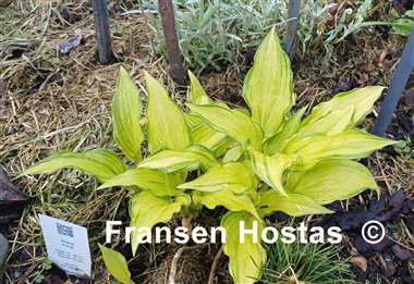 Hosta Kisuji