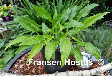 Hosta Kisuji