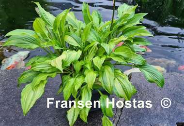 Hosta Kisuji