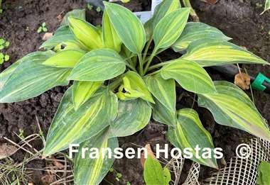 Hosta Kiwi Blue Flash