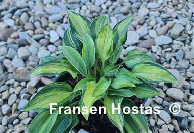 Hosta Kiwi Blue Flash