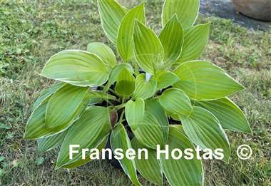 Hosta Kiwi Cream Edge