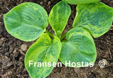 Hosta Kiwi Forest