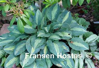 Hosta Kiwi Full Monty