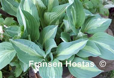 Hosta Kiwi Full Monty