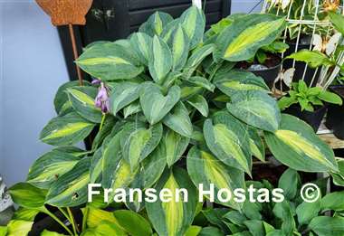 Hosta Kiwi Full Monty