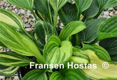 Hosta Kiwi Highlights