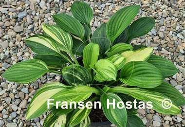 Hosta Kiwi Highlights
