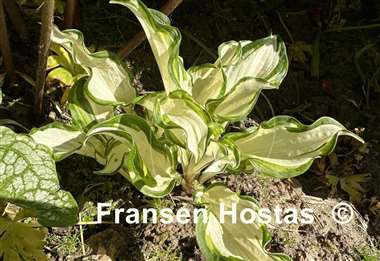 Hosta Kiwi Spearmint