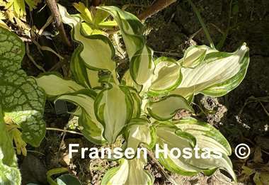 Hosta Kiwi Spearmint