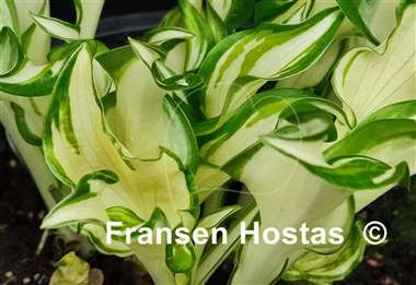 Hosta Kiwi Spearmint