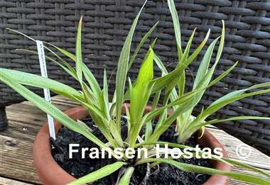 Hosta Kogarashi Nakafu