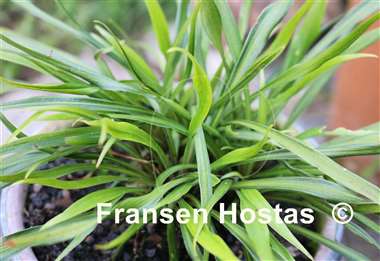 Hosta Kogarashi Nakafu