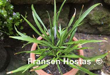 Hosta Kogarashi Nakafu