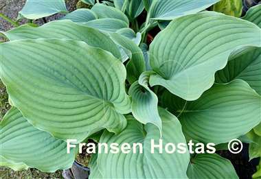 Hosta Komodo Dragon