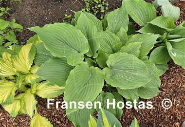 Hosta Komodo Dragon