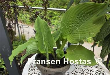 Hosta Komodo Dragon