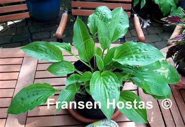 Hosta Korean Rain