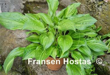 Hosta Korean Snow