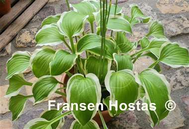 Hosta Koriyama