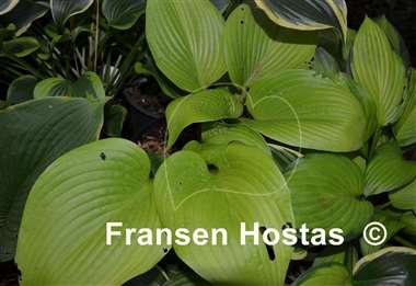 Hosta Krugerrand
