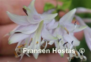 Hosta kikutii 'Sakuya Hime'