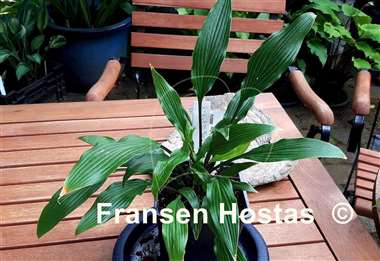 Hosta kikutii 'Sakuya Hime'