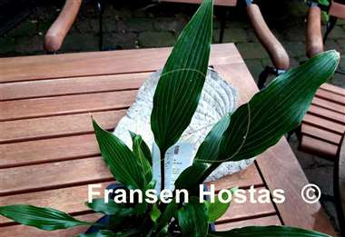 Hosta kikutii 'Sakuya Hime'