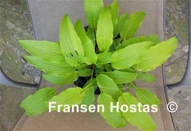 Hosta kikutii var. polyneuron