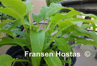 Hosta kikutii var. polyneuron