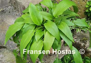 Hosta kikutii var. polyneuron