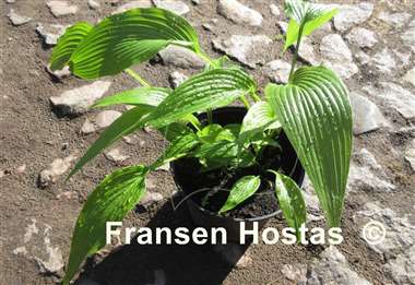 Hosta kikutii var. yakusimensis