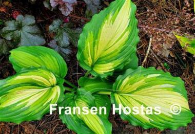 Hosta Kabigan Falls