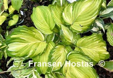 Hosta Kabigan Falls