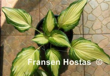 Hosta Kabigan Falls