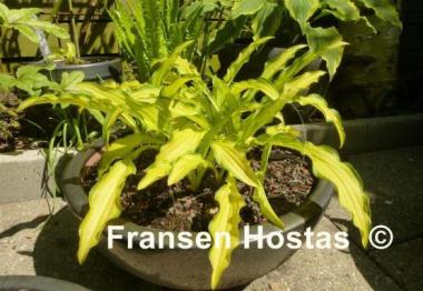 Hosta Kabitan
