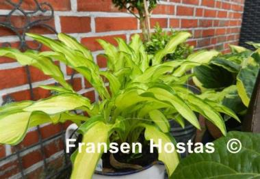 Hosta Kabitan