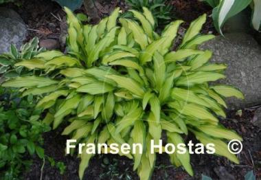 Hosta Kabitan