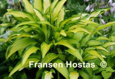 Hosta Kabitan