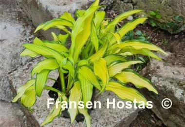Hosta Kabitan